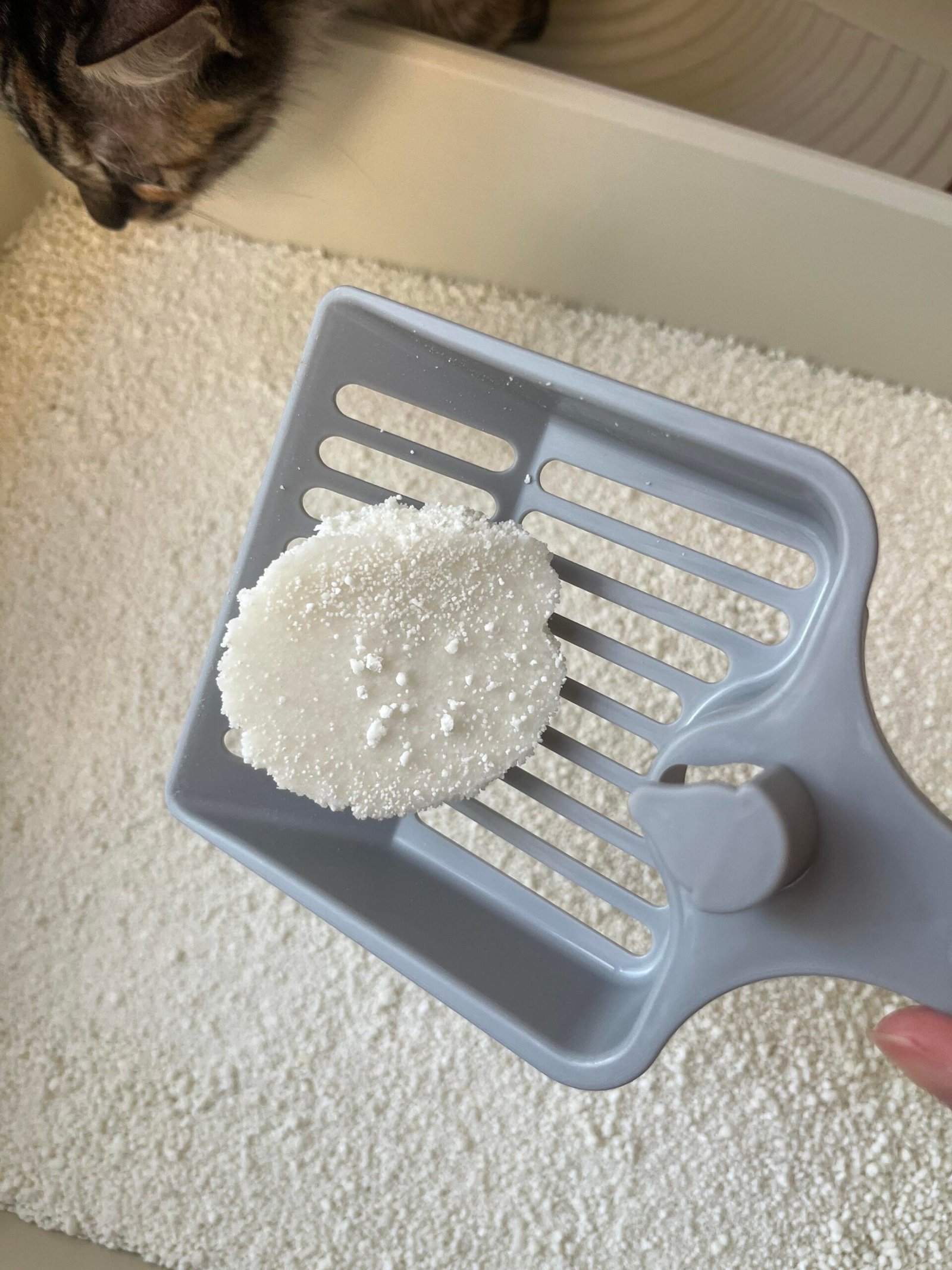 Cassava cat litter clump on scoop with cat by YoVia Pet Products